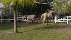 REBEL RHYDER Lesbian, DP & DAP Orgy